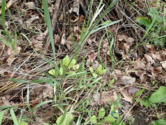 Ranunculus illyricus