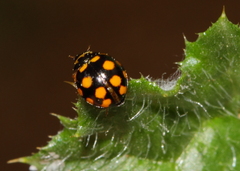 Coccinula quatuordecimpustulata