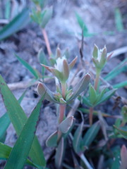 Delosperma inconspicuum