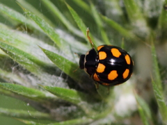 Coccinula quatuordecimpustulata