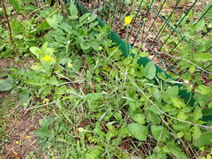 Ranunculus illyricus