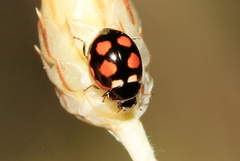 Coccinula sinuatomarginata