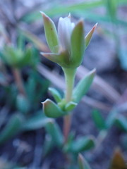 Delosperma inconspicuum