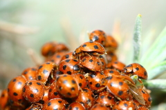 Exochomus octosignatus