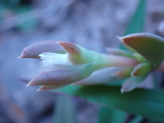 Delosperma inconspicuum