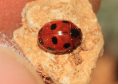 Exochomus octosignatus