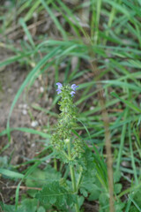 Salvia verbenaca