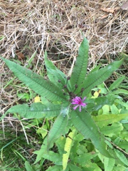Vernonia gigantea