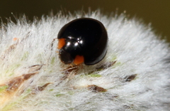 Parexochomus nigromaculatus