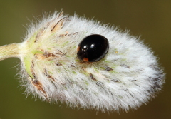 Parexochomus nigromaculatus