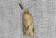Clepsis divulsana
