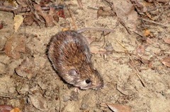 Heteromys pictus