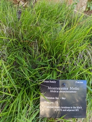 Melica montezumae