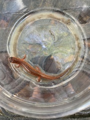 Pseudotriton montanus montanus