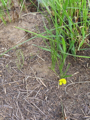 Argyrolobium harveyanum