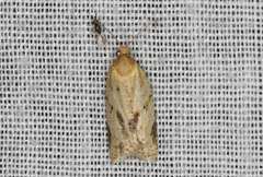 Clepsis divulsana
