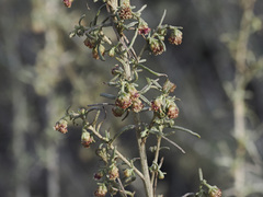 Artemisia californica