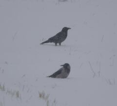 Corvus cornix × corone