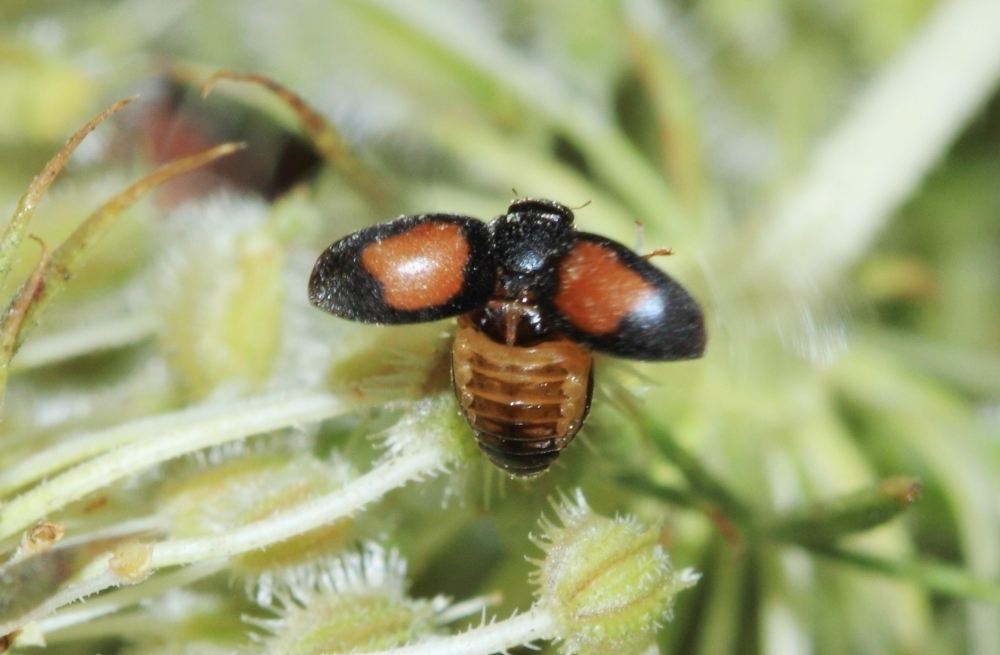 Scymnus bivulnerus