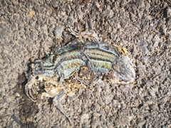 Gallotia galloti