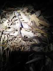 Pareas carinatus