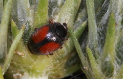 Scymnus bivulnerus