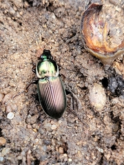 Poecilus lucublandus