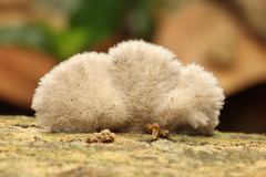 Schizophyllum commune