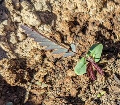 Calliandra californica