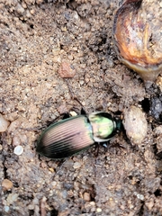 Poecilus lucublandus