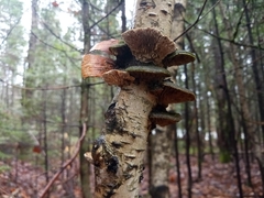 Cerrena unicolor