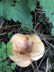 Paralepista flaccida