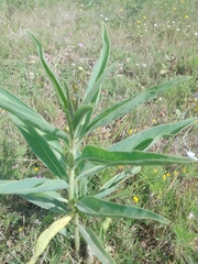 Solanum glaucophyllum