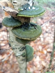 Cerrena unicolor
