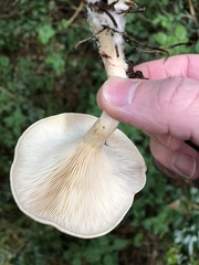 Paralepista flaccida