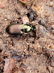 Poecilus lucublandus