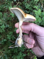 Paralepista flaccida