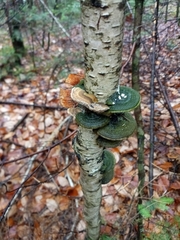 Cerrena unicolor