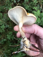 Paralepista flaccida