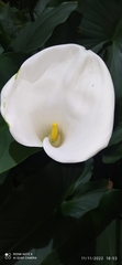 Zantedeschia