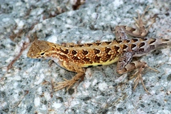 Holbrookia elegans