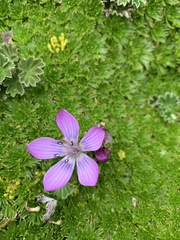 Gentianella cerastioides