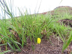 Argyrolobium harveyanum