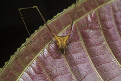 Ampheres fuscopunctatus