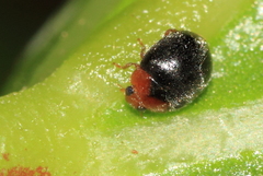 Scymnus rubromaculatus