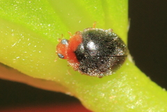 Scymnus rubromaculatus