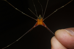 Ampheres fuscopunctatus