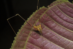 Ampheres fuscopunctatus