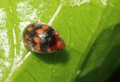 Scymnus subvillosus