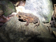 Ingerophrynus biporcatus